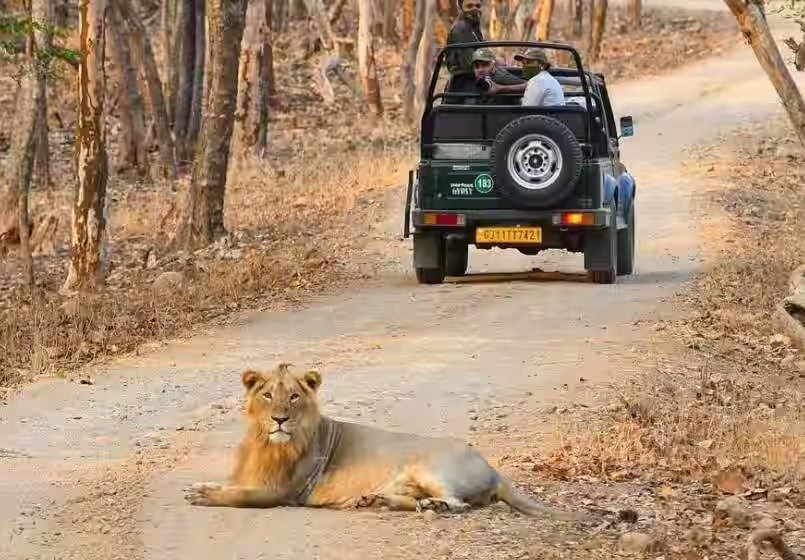 Sasan Gir - Jamnagar to Sasan Gir cab